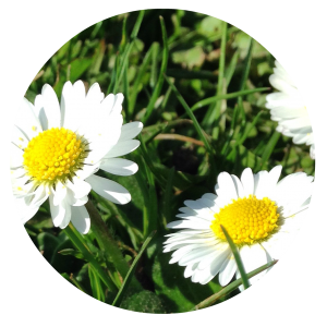 Hay fever season www.alexlochhead-acupuncture.co.uk